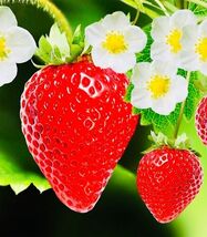 100 Red Strawberry Fruit Seeds - $4.13