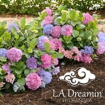 1 pcs L.A. Dreamin&#39; Hydrangea Live Plant 2.5 Quart - £56.63 GBP