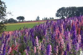 500 Larkspur Rocket Mix Delphinium Flower Seeds - £16.89 GBP