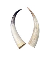 Watusi Horns Gorgeous Polished Cow Horn Set , 2 Natural Ox Horns (27&quot; long) - €169,02 EUR