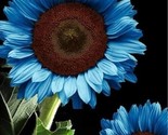 Blue Sunflower Seeds Plants Garden Plants 20 Seeds - £4.11 GBP