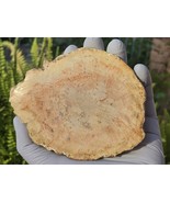 Petrified Wood Stone Decorative Crystal Slice (M03) - $423.89 MXN