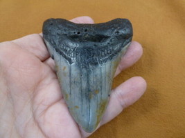S276-80) 3-9/16&quot; rugged Fossil MEGALODON Shark Tooth Teeth JEWELRY love sharks - £105.35 GBP