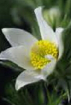 20 Pc Seeds Pure White Anemone Pulsatilla Flower, Anemone Flower Seeds | RK - £11.04 GBP