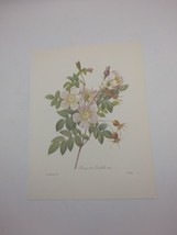 P J Redoute Beautiful Flowers Candolle Rose Botanical Art Print Book Pla... - $11.86