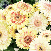 BELLFARM Daisy Light Yellow Perennial Flower Seeds, 200 Seeds, professional pack - £4.38 GBP
