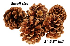 Lot of 50 - Oregon Ponderosa Pine Cones Organic Natural Small size 2&quot; - 2.5&quot; - £18.59 GBP