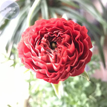 Ranunculus Asiaticus Dark Red Blooms Flower Seeds 20 Seeds Bonsai Persian Butter - $10.89