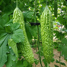 Saibi Green Bitter Gourd Seeds Fruit Vigorous Greenhouse Cultivation - $9.82 CAD