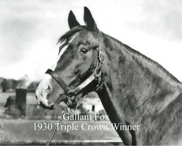 1930 - Triple Crown Winner - GALLANT FOX - Head &amp; Neck - 10&quot; x 8&quot; - £15.69 GBP