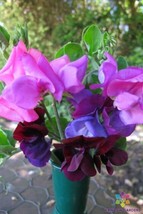 50+ Cupid Mixture Dwarf Sweet Pea Seeds For Garden - USA  - $5.48