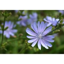 Pure Herbs: Chicory -  4 oz. (Natural Herbal Extracts) image 2