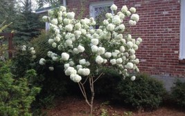 Fresh Chinese Snowball 40 Seeds Viburnum Ichangense Fast Growing US Seller - $9.98