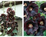 50 Seeds Nigra Alcea rosea Hollyhock Flowers Garden - £27.47 GBP