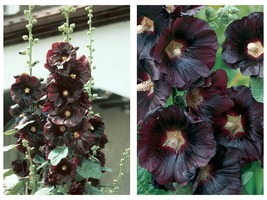 50 Seeds Nigra Alcea rosea Hollyhock Flowers Garden - £27.47 GBP