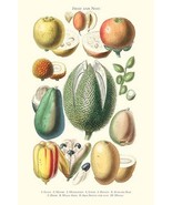 Fruits and Nuts. Guava, Jujube, Mangosteen, Lychee, Pistachio, Avocado, ... - £17.30 GBP+