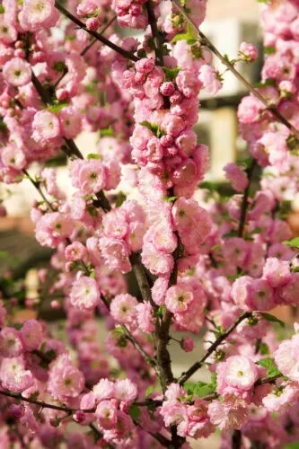 10 Flowering Almond Prunus Triloba Plum Rose Tree Double Pink Flower Shrub Seed  - £8.63 GBP