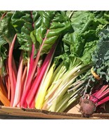 ADW 50 Rainbow Swiss Chard Seeds Fresh Harvest Fast Growing - $17.95 CAD