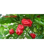 15 Seeds Trinidad SR 7 Pod CONGO Gigantic Red Extreme hot pepper RARE Bi... - $62.71 MXN