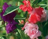 Balsam Impatiens Seeds Tom Thumb 50 Seeds  Fast Shipping - $7.99