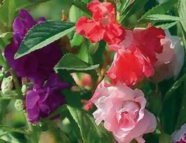 Balsam Impatiens Seeds Tom Thumb 50 Seeds  Fast Shipping - £6.00 GBP