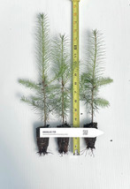 Douglas Fir Tree seedlings Pseudotsuga menziesii var. menziesii potted seedlings - £14.60 GBP+