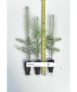 Douglas Fir Tree seedlings Pseudotsuga menziesii var. menziesii potted s... - $21.73+