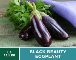 50 Seeds Eggplant Black Beauty Vegetable Seed Open Pollinated Solanum melongena - $19.73