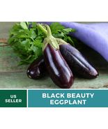 50 Seeds Eggplant Black Beauty Vegetable Seed Open Pollinated Solanum me... - £15.48 GBP