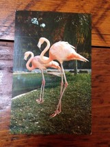 Vintage 1959 Pink Flamingos Birds Miami Florida FL Color Photo Posted Po... - £19.60 GBP