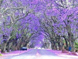 Purple Jacaranda Mimosifolia 40 Seeds Fastest Growing Flowering Tree, - £5.25 GBP