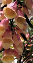 50 Strawberry Foxglove Digitalis Flower Seeds PerennialFrom US - $8.35