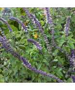 Basil Blue Spice 20 Heavily Fragrant With An Air Of Vanilla Us Seller - $7.99