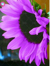 SL 20Pcs Pink Sunflower Seeds.Perennial Indoor Flower Plant Seeds,Dwarf Sunflowe - £2.07 GBP