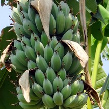 New Seeds 5 Seeds Dwarf Cavendish Banana Ornamental Tropical Plant Container Gre - £14.69 GBP