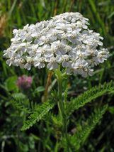 500 Seeds Yarrow White - £7.04 GBP