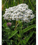 500 Seeds Yarrow White - $8.98