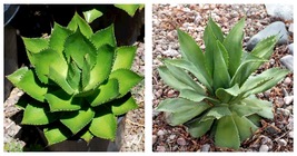 Agave chiapensis Succulents Garden Plant Seeds 20 Seeds - $33.99