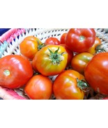 Corelone Sauce tomato - all the flavor of Italy - €4,97 EUR