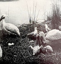 White Pelicans Nesting On Shore With Chicks 1936 Bird Print Nature DWU13 - $19.99