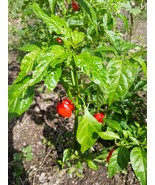 Organic Scotch Bonnet seeds 2nd Generation 35 seeds - $3.64