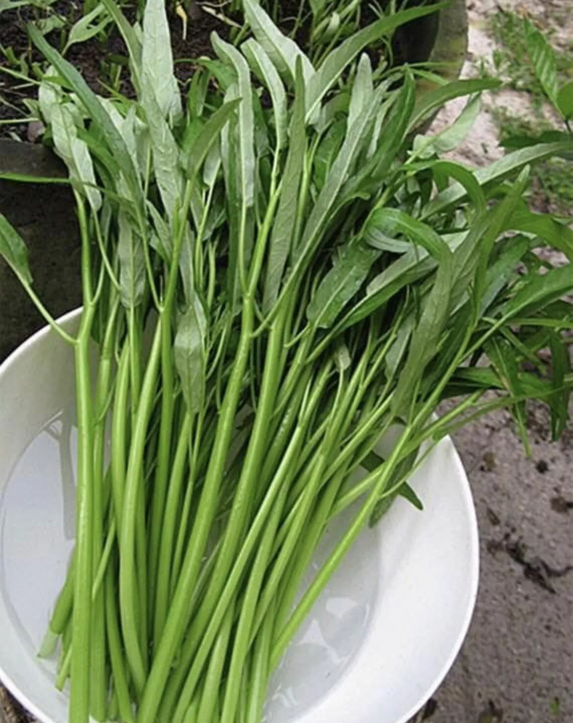 50 Seeds Thai Water Spinach Seeds Ong Choy Kangkong Kong Xin Cai Fresh Seeds - £10.45 GBP