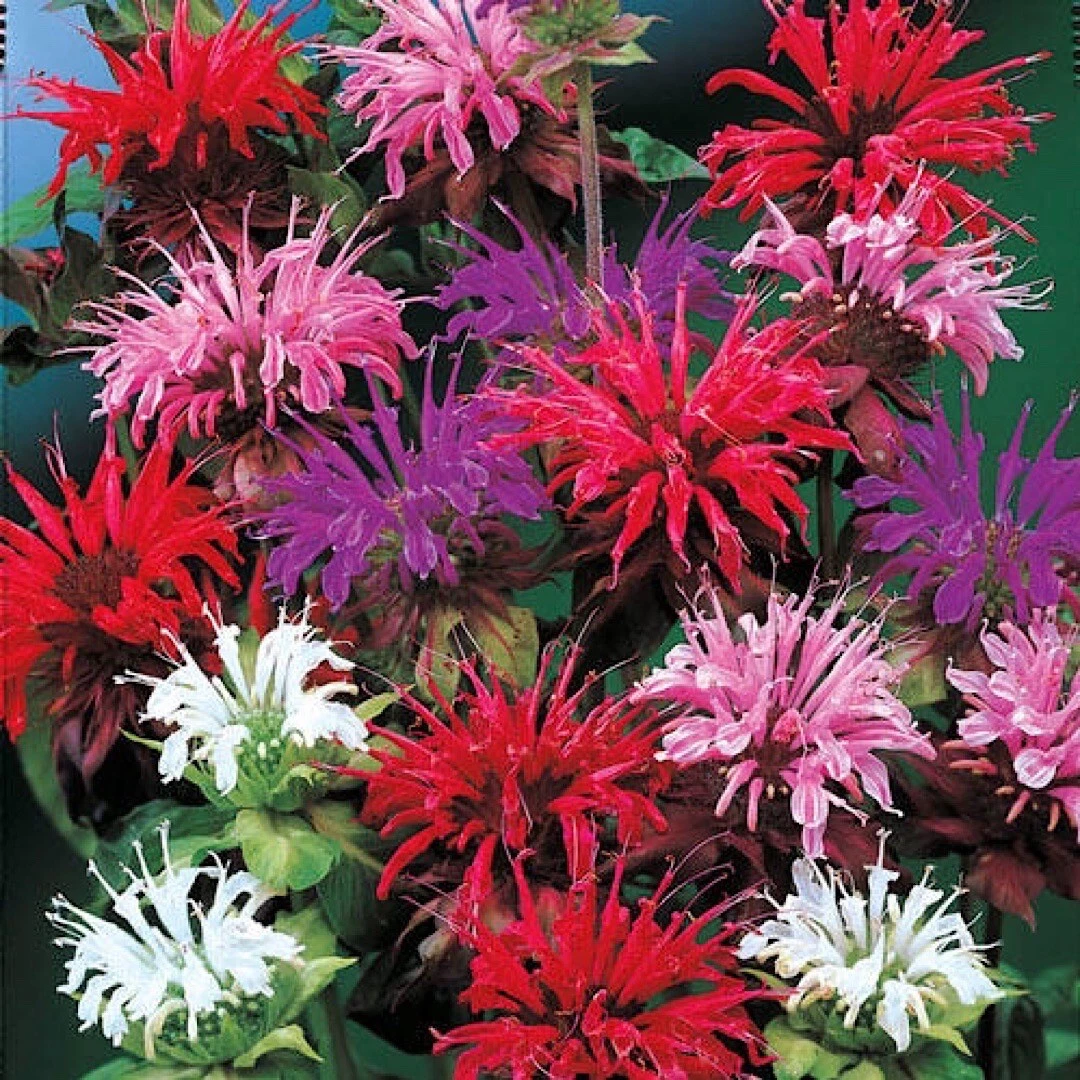 25+ BEE BALM MIX Lemon Hummingbird Mint Monarda Didyma Mixed Colors Flow... - $7.34