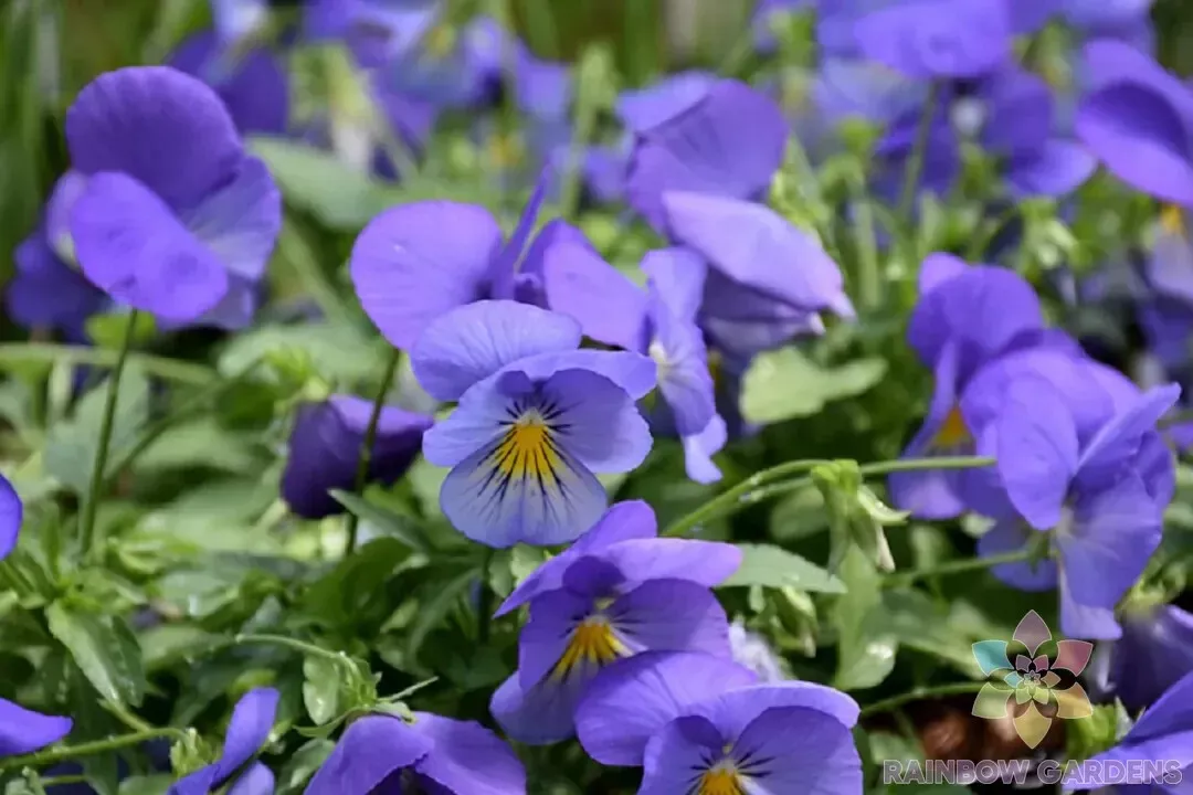 200 Cool Wave Blue Skies Pansy Viola Seeds Fast US Shipping - $10.96