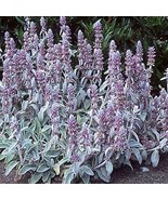HS Lamb&#39;s Ear Byzantina 50 Seeds   - $8.23 CAD