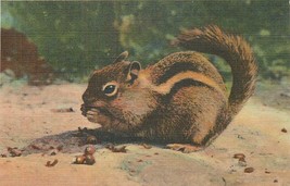 Linen WY Postcard O389 Chipmunk Mantled Ground Squirrel Animal Eating Nice Color - £5.46 GBP