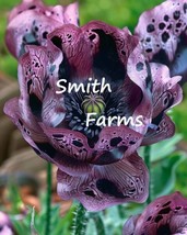 50 Seeds Black Petunia Flowers Lots of Big Blooms Planting Garden - $8.75