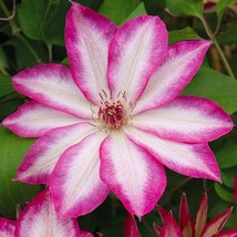 Grow In US 25 Bright Pink White Clematis Seeds Bloom Climbing Perennial Seed - £8.82 GBP