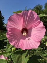 SR12Store 30 Pink Swamp Rose Mallow Seeds Hardy Hibiscus Moscheutos Organic Crop - £6.44 GBP