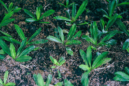 Fast Ship USA Seller 1000 Culantro Seedsmexican Coriander De Alcapate Cilantro A - £16.91 GBP